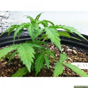 Northern Light Feminized Autoflower