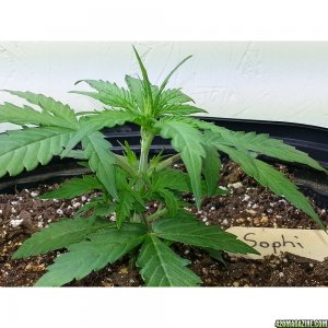 Northern Light Feminized Autoflower