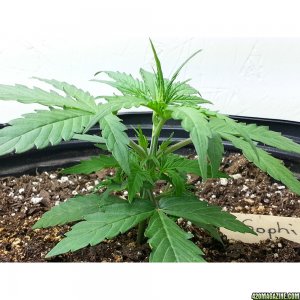 Northern Light Feminized Autoflower