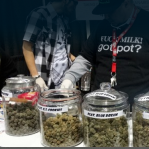 Hempcon 2014 2