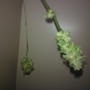 ktrain g13 bottom buds