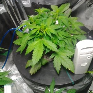 thc bomb auto feminized dwc