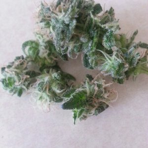 Sample Bud for 420 Day