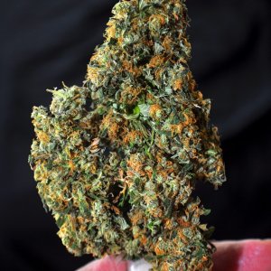 DSC_5947_bluedream