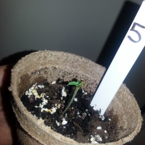 Seedling 5