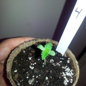 Seedling 4