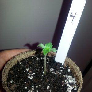 Seedling 4