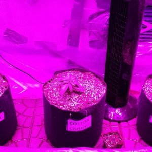 Guesstimators 2ND GROW V2.0 ZNET LED