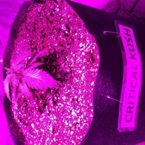 Guesstimators 2ND GROW V2.0 ZNET LED