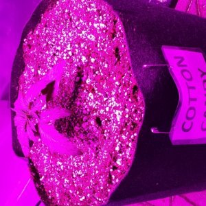 Guesstimators 2ND GROW V2.0 ZNET LED