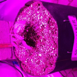 Guesstimators 2ND GROW V2.0 ZNET LED