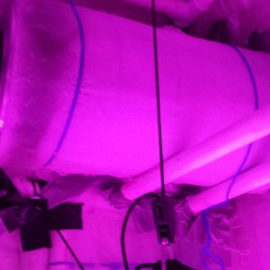 Guesstimators 2ND GROW V2.0 ZNET LED