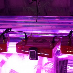 Guesstimators 2ND GROW V2.0 ZNET LED