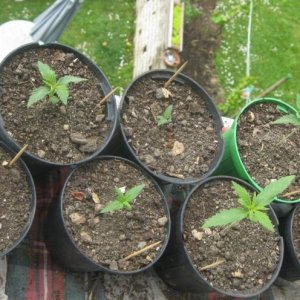 Young seedlings outdoor