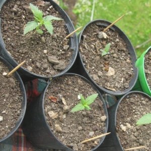 Young seedlings outdoor