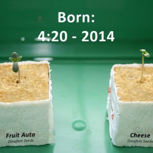 Born on 4:20 2014