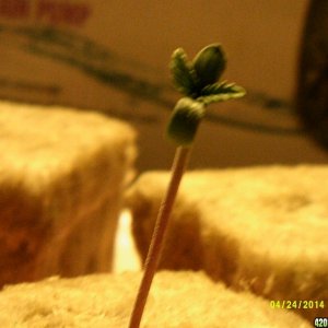 Jack Herer seedlings