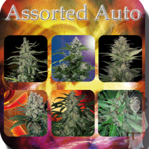 buddha-assorted-auto-feminised-seeds_500