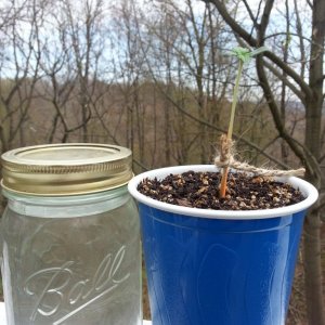 Darkstar Seedling