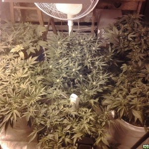 Auto grow