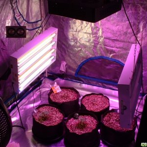 Grow Room Shots