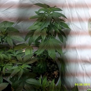 Veg room pre & post LSTing