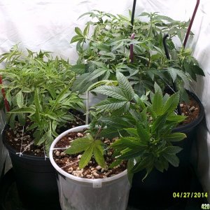 Veg room pre & post LSTing