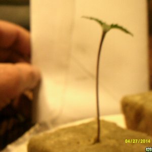 Seedlings