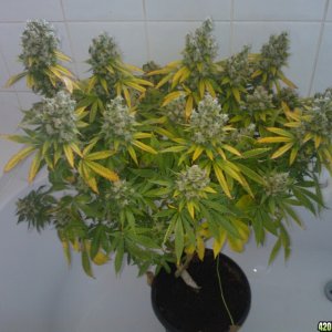 ktrain_no1_harvest_2_