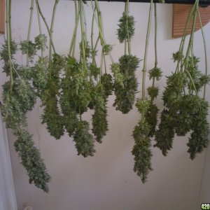 ktrain_no1_harvest_33_