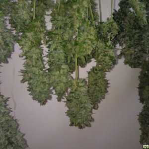 ktrain_no1_harvest_34_