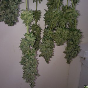 ktrain_no1_harvest_35_