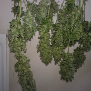 ktrain_no1_harvest_36_