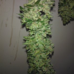 ktrain_no1_harvest_37_