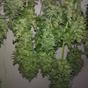 ktrain_no1_harvest_38_