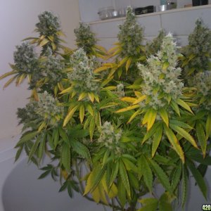 ktrain_no1_harvest_3_