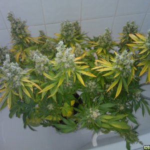 ktrain_no1_harvest_4_