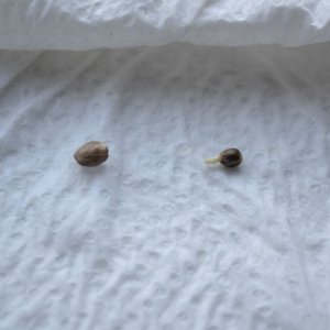 Seeds