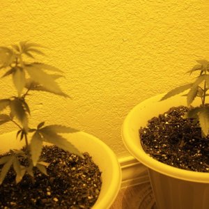 These are my first cannabis plants every started from seed