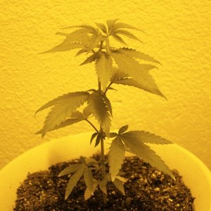 Tahoe OG plant from seed