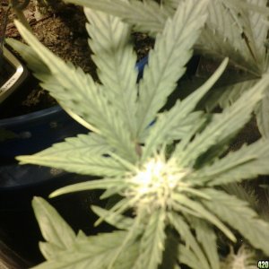 bud starting on thc bomb auto fem