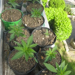 Young seedlings / outdoor