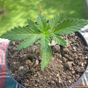 Young seedlings / outdoor