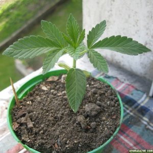 Young seedlings / outdoor