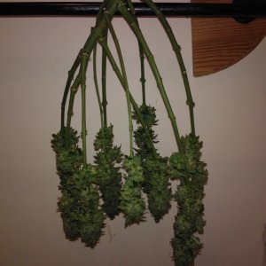 g13 haze ktrain harvest