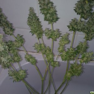 g13 haze ktrain harvest