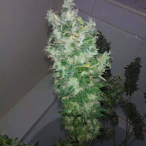 g13 haze ktrain harvest