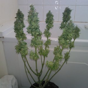 g13 haze ktrain harvest