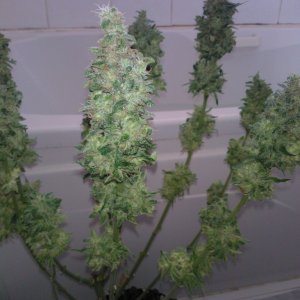 g13 haze ktrain harvest