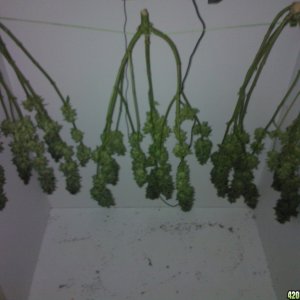 g13 haze ktrain harvest